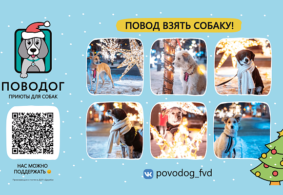 Сеть современных приютов для собак «Поводог»